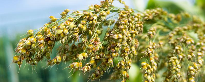 梦到高粱熟了是什么意思?梦到高粱熟了预示着什么